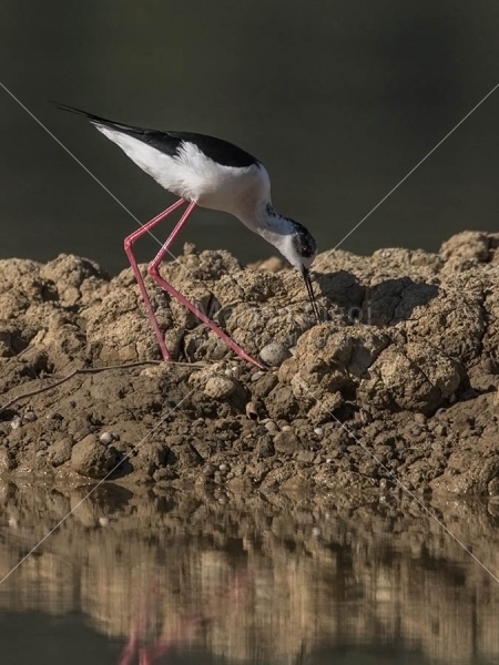 Klikni za ogled večje slike