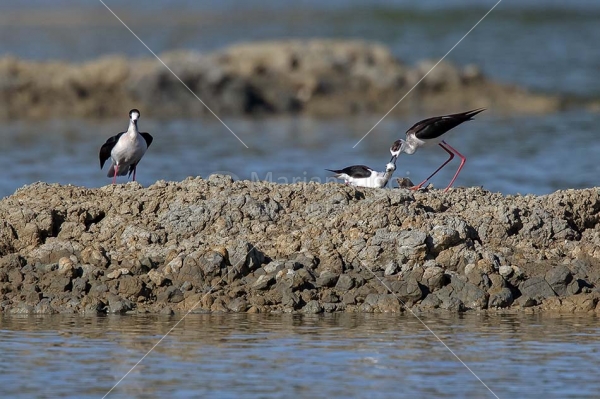 Klikni za ogled večje slike