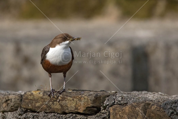 Klikni za ogled večje slike