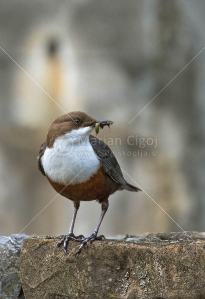 Klikni za ogled večje slike