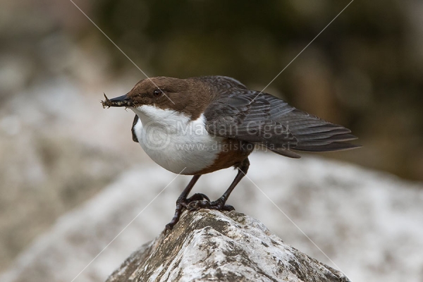 Klikni za ogled večje slike