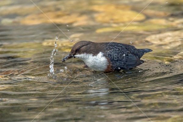 Klikni za ogled večje slike