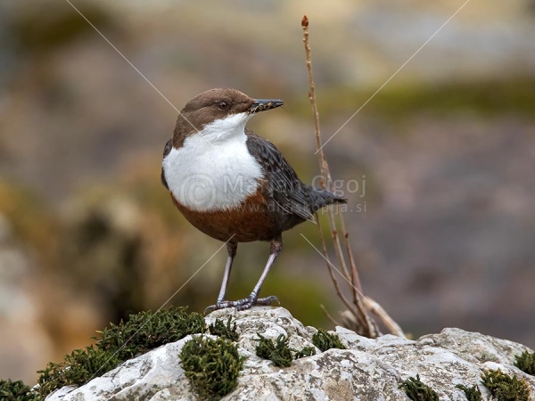 Klikni za ogled večje slike