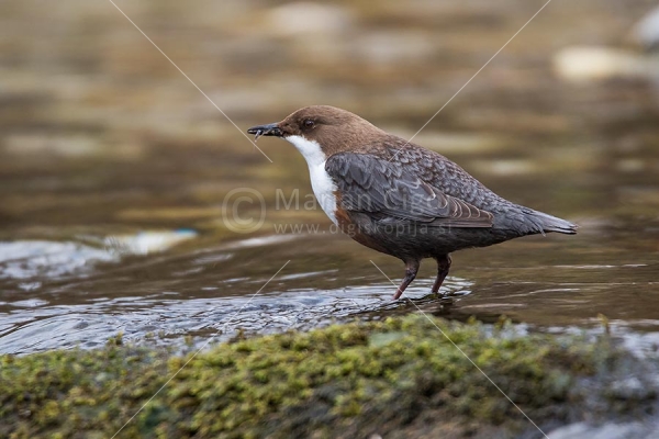 Klikni za ogled večje slike