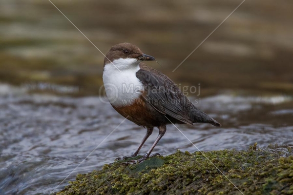 Klikni za ogled večje slike