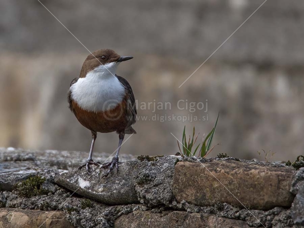 Klikni za ogled večje slike