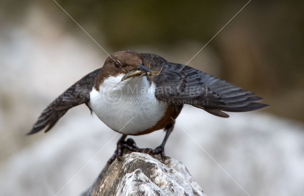 Klikni za ogled večje slike