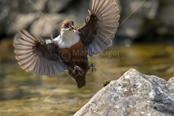 Klikni za ogled večje slike