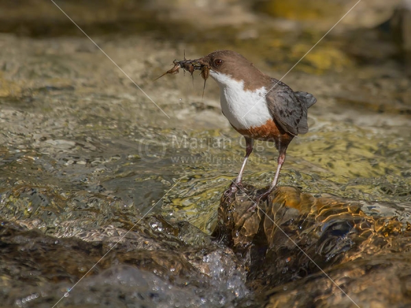 Klikni za ogled večje slike