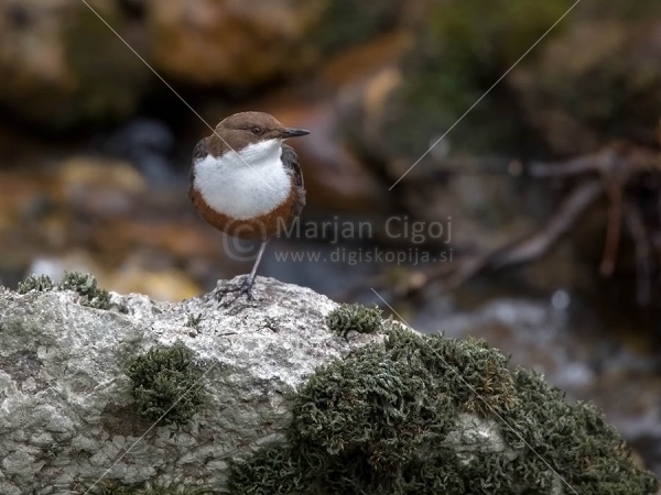 Klikni za ogled večje slike