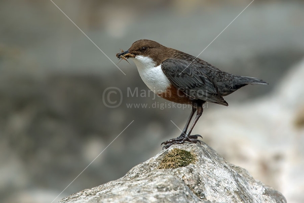 Klikni za ogled večje slike