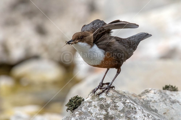 Klikni za ogled večje slike