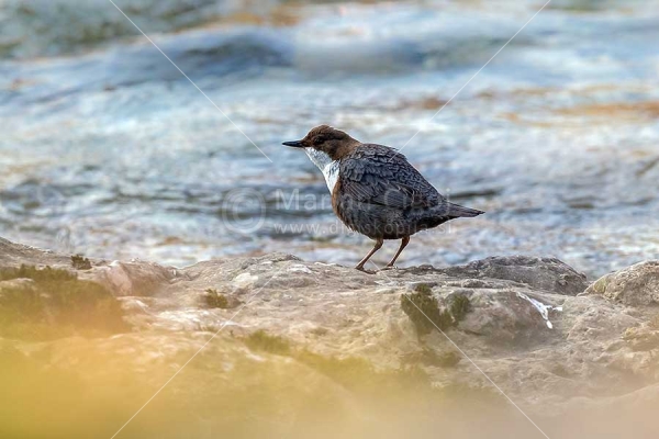 Klikni za ogled večje slike
