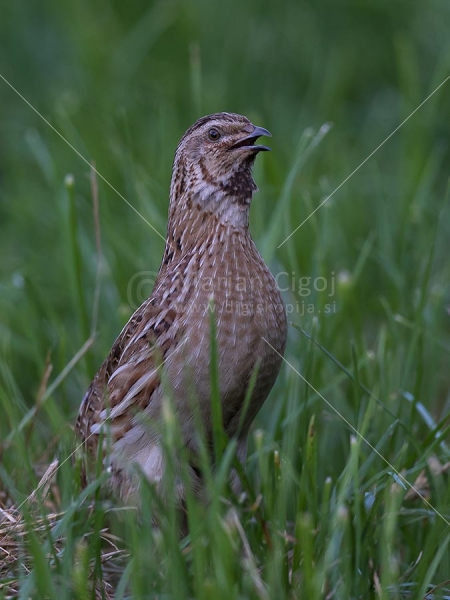 Klikni za ogled večje slike