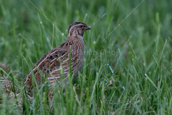 Klikni za ogled večje slike