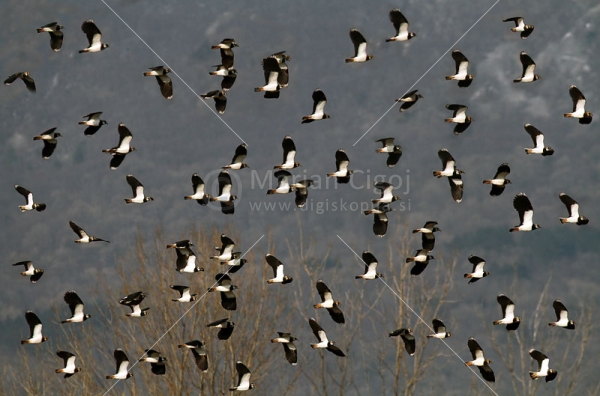 Klikni za ogled večje slike