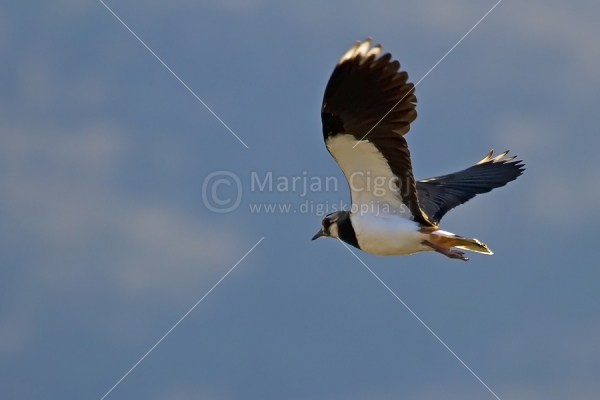 Klikni za ogled večje slike