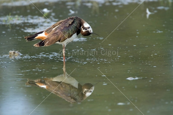 Klikni za ogled večje slike
