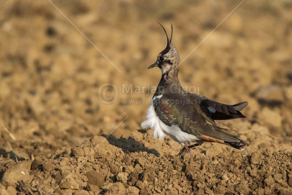 Klikni za ogled večje slike