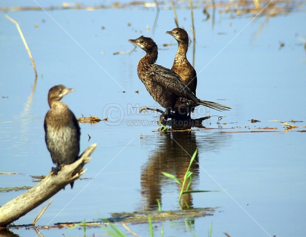 Klikni za ogled večje slike
