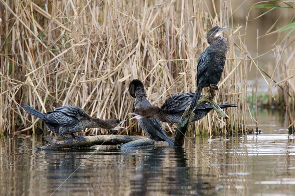 Klikni za ogled večje slike