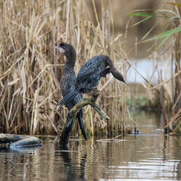 Klikni za ogled večje slike
