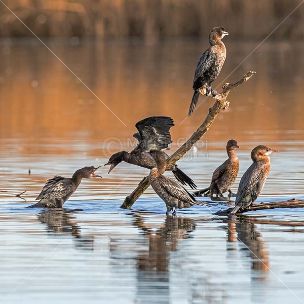 Klikni za ogled večje slike