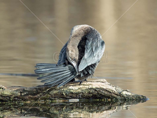 Klikni za ogled večje slike