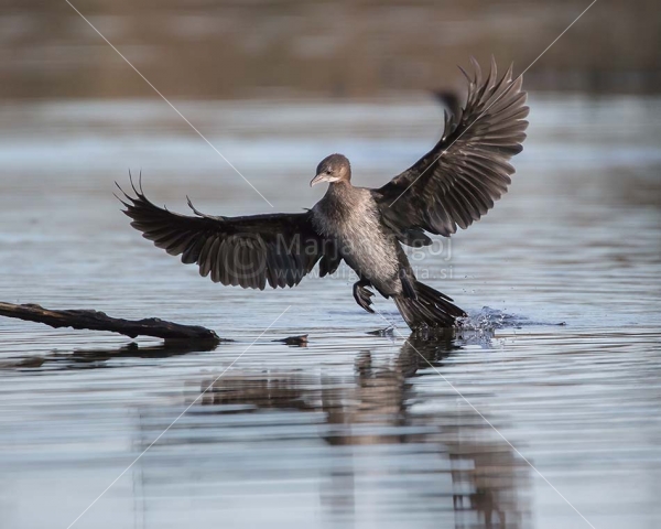 Klikni za ogled večje slike
