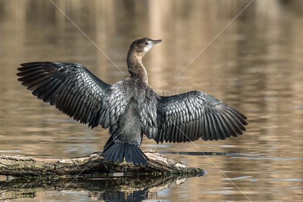 Klikni za ogled večje slike