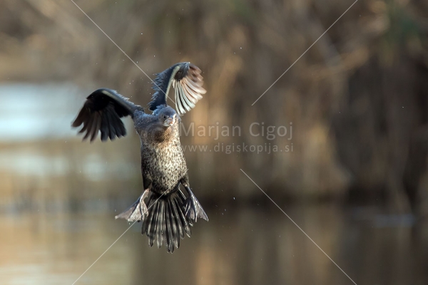 Klikni za ogled večje slike