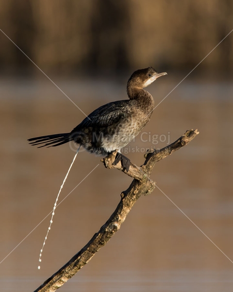 Klikni za ogled večje slike
