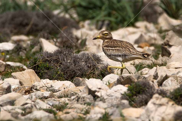 Klikni za ogled večje slike