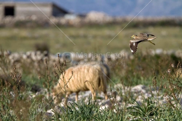 Klikni za ogled večje slike