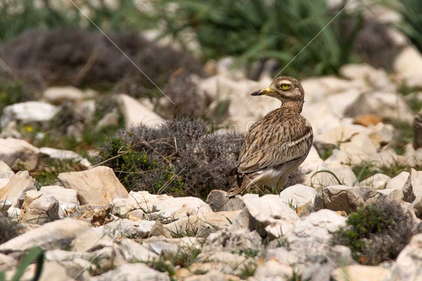 Klikni za ogled večje slike