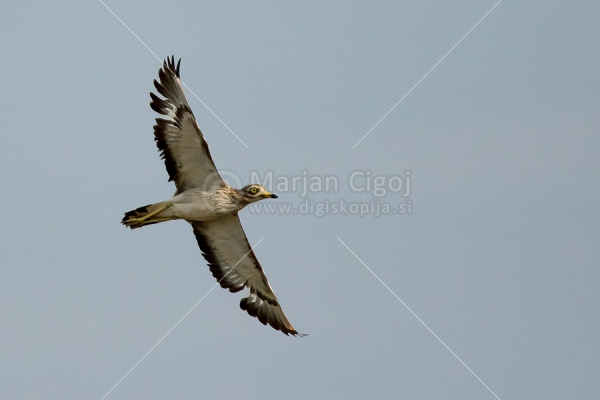 Klikni za ogled večje slike