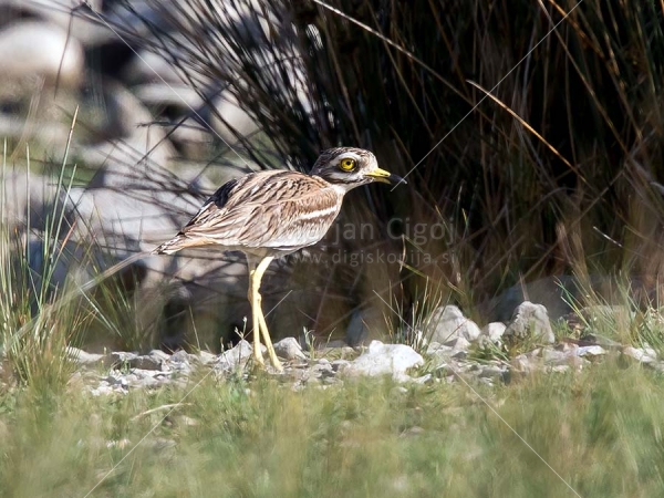 Klikni za ogled večje slike