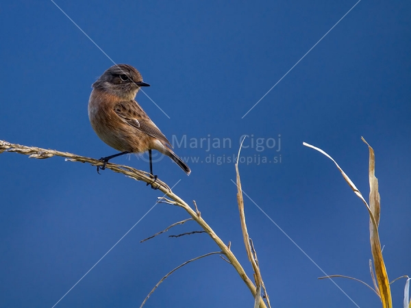 Klikni za ogled večje slike