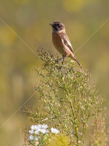 Klikni za ogled večje slike