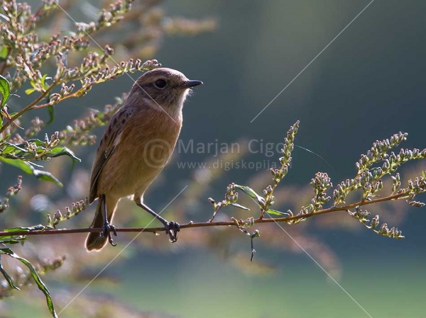 Klikni za ogled večje slike