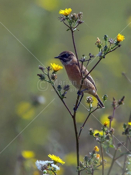 Klikni za ogled večje slike