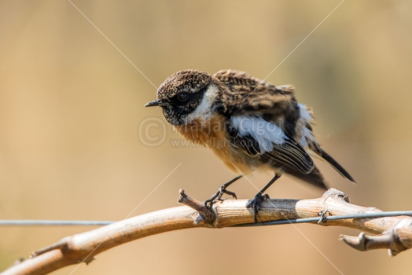 Klikni za ogled večje slike