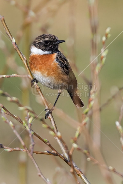 Klikni za ogled večje slike