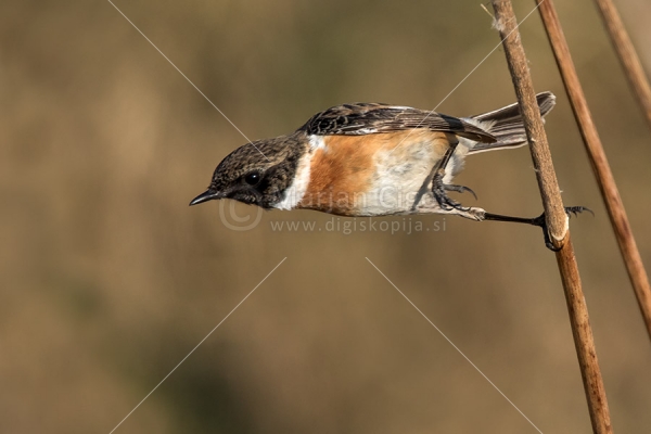 Klikni za ogled večje slike