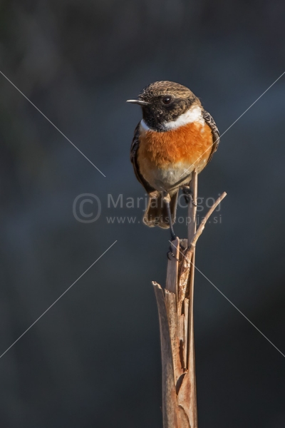 Klikni za ogled večje slike