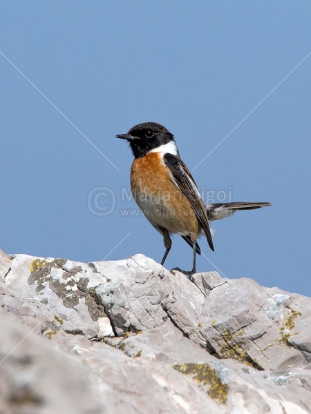 Klikni za ogled večje slike