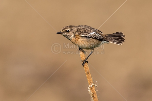 Klikni za ogled večje slike