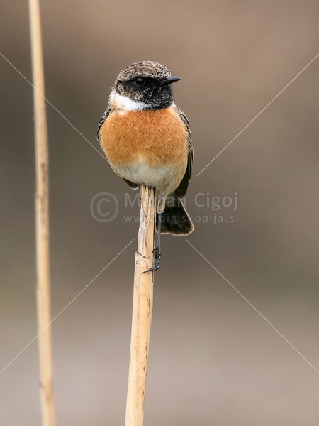 Klikni za ogled večje slike