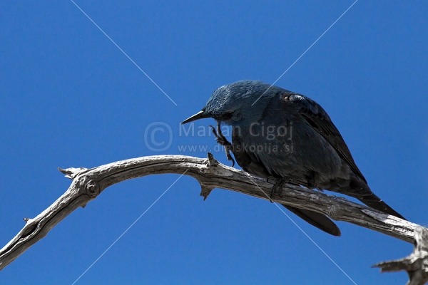 Klikni za ogled večje slike