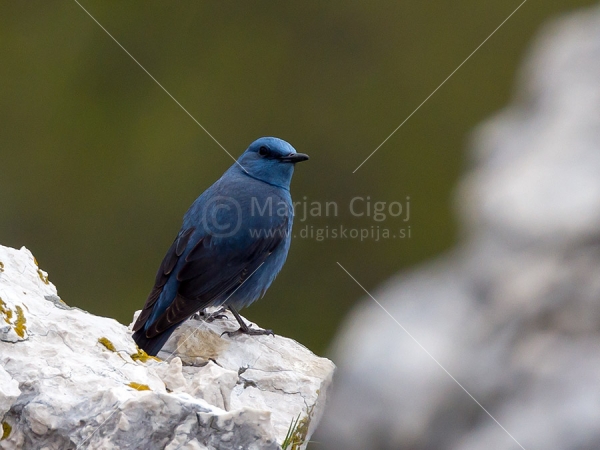 Klikni za ogled večje slike